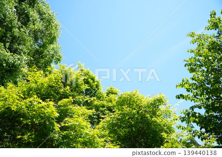 New green maple leaves reaching towards the blue sky New green maple leaves reaching towards the blue sky 139440138