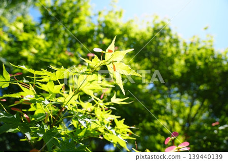 Fresh green maple leaves and leaves shining in the backlight Fresh green maple leaves and leaves shining in the backlight 139440139
