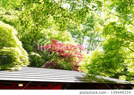 日式建築與蔥鬱的綠植/紅楓葉 日式建築與蔥鬱的綠植/紅楓葉 139440154