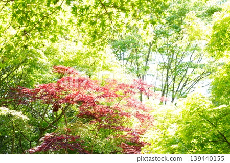 春天絢麗的色彩：鮮嫩的綠葉和火紅的楓葉。 139440155