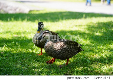A pair of mallard ducks snuggling together on the grass. A pair of mallard ducks snuggling together on the grass. 139440161