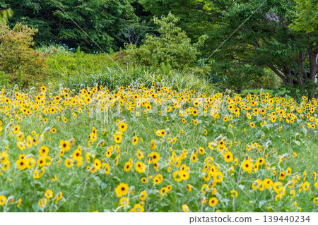 A field of vibrant miniature sunflowers and lush green trees spreads out under the summer sky. 139440234