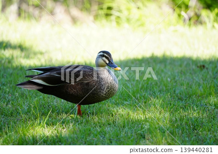 公園裡一隻綠頭鴨的側影 公園裡一隻綠頭鴨的側影 139440281