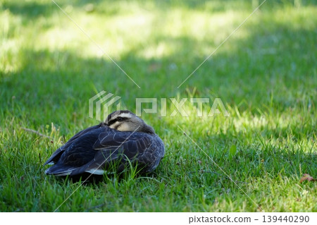 Mallards sleeping on the grass 139440290