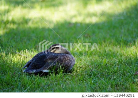 Mallard ducks sleeping on the grass 139440291