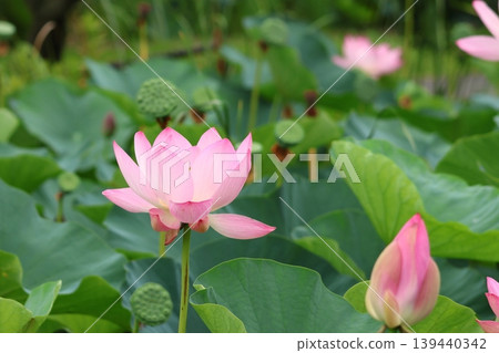 東京葛飾區都立水本公園「蓮花池」的蓮花,6月下旬至7月 東京葛飾區都立水本公園「蓮花池」的蓮花,6月下旬至7月 139440342