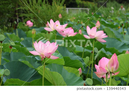 Lotus flowers in the Lotus Pond at Mizumoto Park, late June to July, Katsushika Ward, Tokyo Lotus flowers in the Lotus Pond at Mizumoto Park, late June to July, Katsushika Ward, Tokyo 139440343