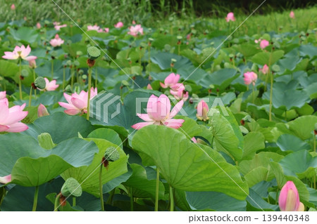 東京葛飾區都立水本公園「蓮花池」的蓮花,6月下旬至7月 東京葛飾區都立水本公園「蓮花池」的蓮花,6月下旬至7月 139440348
