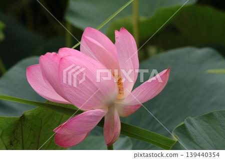 Lotus flowers in the Lotus Pond at Mizumoto Park, late June to July, Katsushika Ward, Tokyo Lotus flowers in the Lotus Pond at Mizumoto Park, late June to July, Katsushika Ward, Tokyo 139440354
