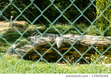 White stork kept in captivity behind a wire mesh fence White stork kept in captivity behind a wire mesh fence 139440366