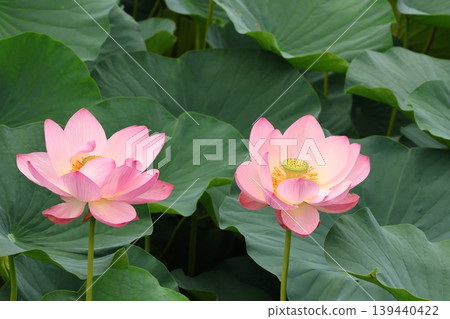 風景與蓮花 風景與蓮花 139440422