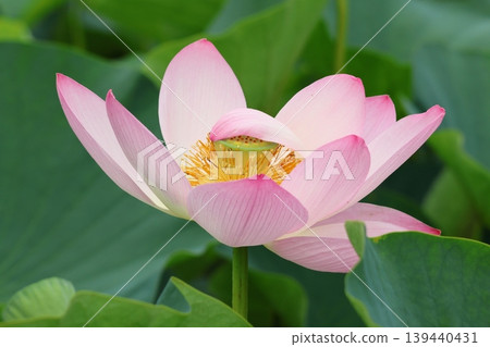 風景與蓮花 139440431