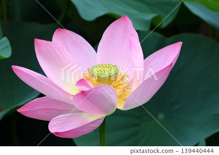 Landscape with lotus flowers Landscape with lotus flowers 139440444