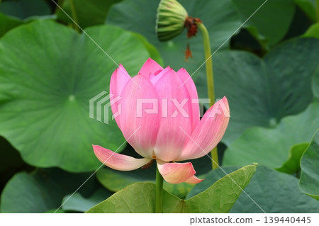 Landscape with lotus flowers Landscape with lotus flowers 139440445