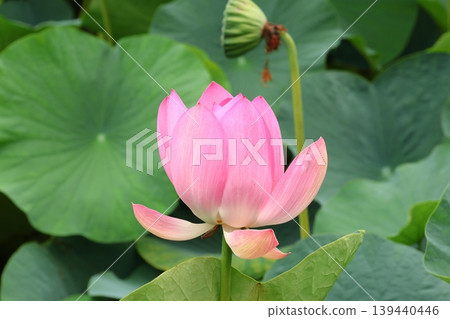Landscape with lotus flowers Landscape with lotus flowers 139440446