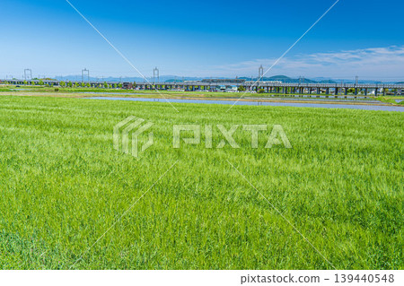 滋賀縣大津市厚生地區平的麥田 139440548