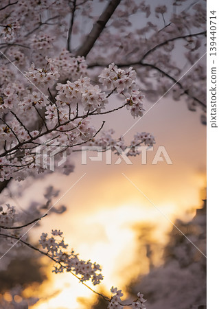 The branches of Somei Yoshino cherry trees illuminated by the golden setting sun, creating a fantastical view of the sky. The branches of Somei Yoshino cherry trees illuminated by the golden setting sun, creating a fantastical view of the sky. 139440714