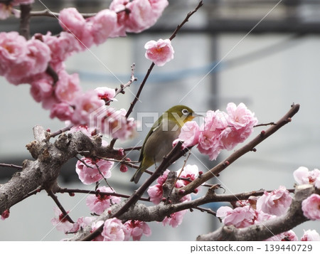 一隻日本繡眼鳥棲息在梅花枝上,這是它的側面照片。 一隻日本繡眼鳥棲息在梅花枝上,這是它的側面照片。 139440729