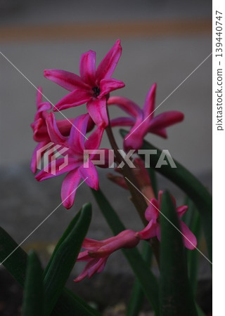 戶外盛開著鮮豔的粉紅色風信子花。 139440747