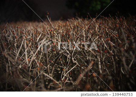 吊鐘樹籬的枝條上佈滿了無數的紅色花苞。 吊鐘樹籬的枝條上佈滿了無數的紅色花苞。 139440753