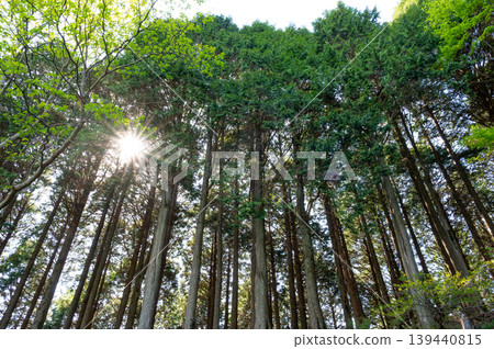 陽光透過丹澤大山登山步道上的柏樹林灑下斑駁的光影。 陽光透過丹澤大山登山步道上的柏樹林灑下斑駁的光影。 139440815