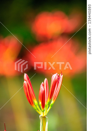 A spider lily bud waiting to bloom, against a backdrop of full bloom. 139440893