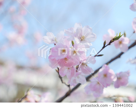 Cherry blossom Cherry blossom 139441002