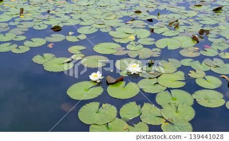 Water lilies at Rengeji Park, Fujieda City, Shizuoka Prefecture Water lilies at Rengeji Park, Fujieda City, Shizuoka Prefecture 139441028