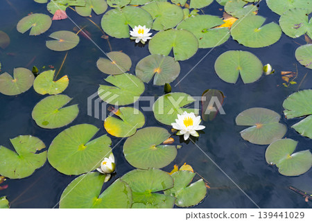 Water lilies at Rengeji Park, Fujieda City, Shizuoka Prefecture 139441029