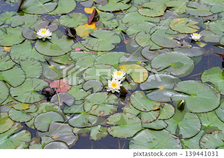 Water lilies at Rengeji Park, Fujieda City, Shizuoka Prefecture 139441031