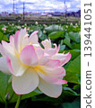 蓮花 139441051