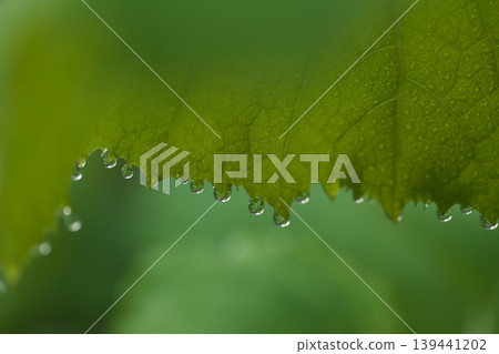 蜂斗菜葉和雨滴 蜂斗菜葉和雨滴 139441202