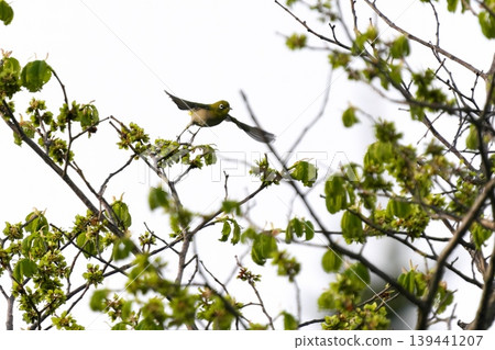 A Japanese white-eye bird flapping its wings A Japanese white-eye bird flapping its wings 139441207