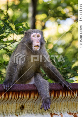 Portrait of a Yakushima macaque I encountered on Yakushima Island Portrait of a Yakushima macaque I encountered on Yakushima Island 139441345