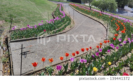 A spring walking path where tulips bloom at Kurosawa Ranch. A spring walking path where tulips bloom at Kurosawa Ranch. 139441372