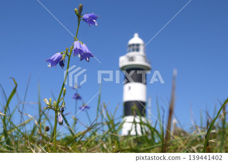 Oga Peninsula: Nyudozaki Lighthouse and Campanula punctata 139441402