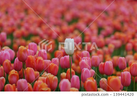 White outcast tulip White outcast tulip 139441420