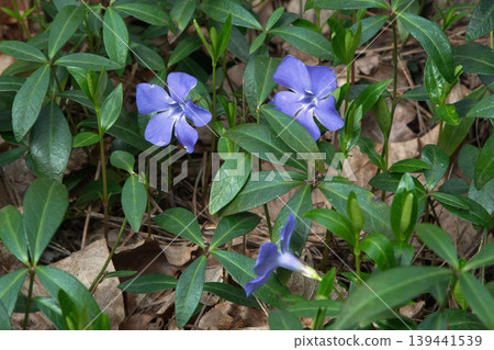 Spring forest: periwinkle bloom. Spring forest: periwinkle bloom. 139441539