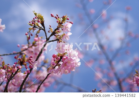 河津櫻花映襯在藍天下 河津櫻花映襯在藍天下 139441582