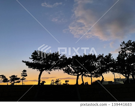 Silhouette of a pine tree against a sunset sky Silhouette of a pine tree against a sunset sky 139441683