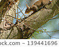 Japanese squirrels in the spring forest 139441696