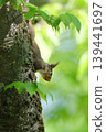 Japanese squirrels in the spring forest 139441697