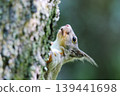 Japanese squirrels in the spring forest 139441698