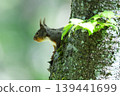 Japanese squirrels in the spring forest 139441699