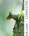Japanese squirrels in the spring forest 139441700