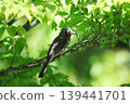 Bulbul in the spring forest 139441701