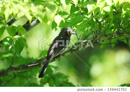 Bulbul in the spring forest Bulbul in the spring forest 139441701