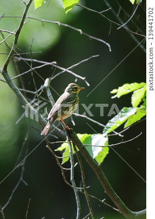 Tree Pipit in the Spring Forest Tree Pipit in the Spring Forest 139441702