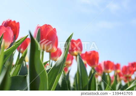 Soft and lovely red tulips – a spring scene. Soft and lovely red tulips – a spring scene. 139441705