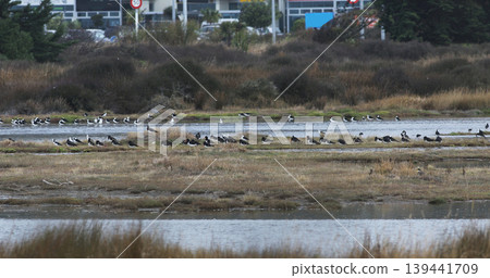 Pied Stilt, Himantopus leucocephalus, feeding in marsh 139441709